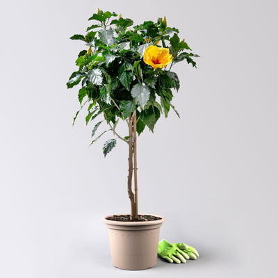 Hibiskus, gelb, Stamm, Topf-Ø 23 cm, Höhe ca. 120 cm
