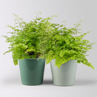 Frauenhaarfarn, in Topf Dallas seegrün & gletscherblau, Topf-Ø 12 cm, 2 Pflanzen Frauenhaarfarn, in Topf Dallas seegrün & gletscherblau, Topf-Ø 12 cm, 2 Pflanzen