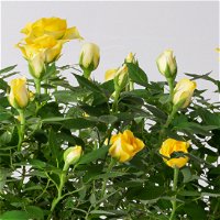 Rose 'Golden Aloha Kordana® Classic' gelb, Topf-Ø 10,5 cm, 3er-Set