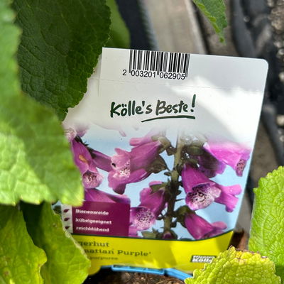 Kölles Beste Fingerhut 'Dalmatian Purple' violett, 3 Liter Topf Kölles Beste Fingerhut 'Dalmatian Purple' violett, 3 Liter Topf