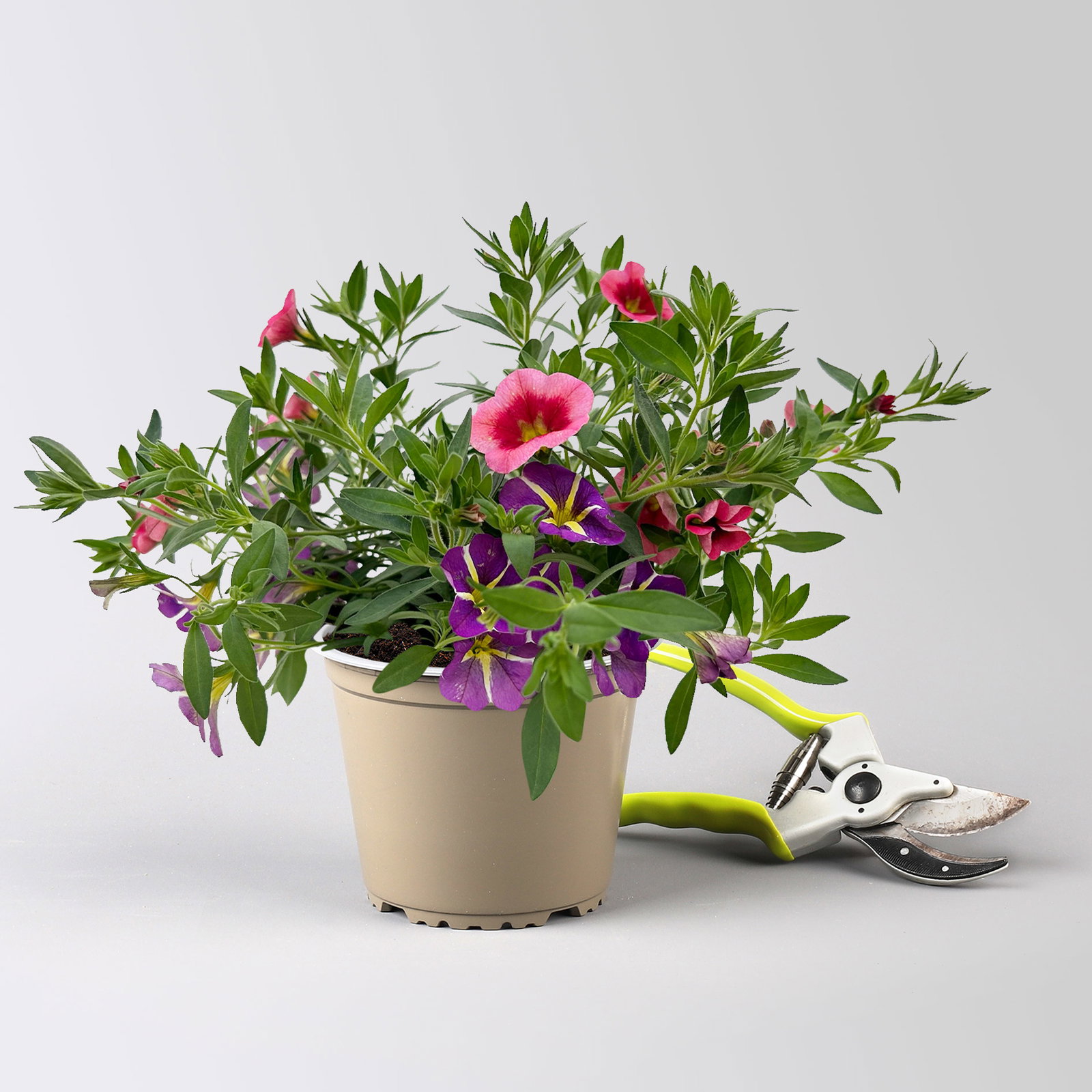Zauberglöckchen 'Duo', rosarot & lila, Topf-Ø 14 cm, 4 Pflanzen