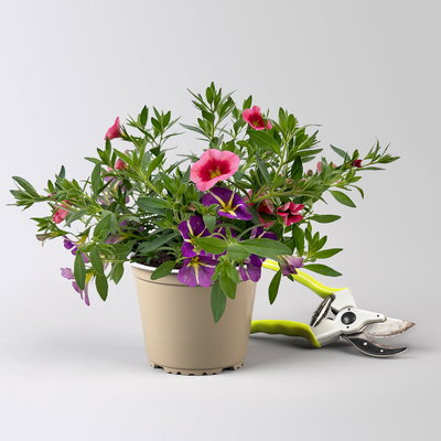 Zauberglöckchen 'Duo', rosarot & lila, Topf-Ø 14 cm, 4 Pflanzen