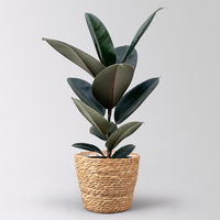 Gummibaum 'Abidjan' in Korb Osaka, Topf-Ø 17 cm, Höhe ca. 55 cm
