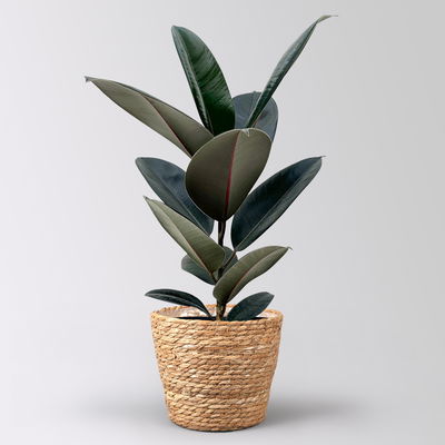 Gummibaum 'Abidjan' in Korb Osaka, Topf-Ø 17 cm, Höhe ca. 55 cm Gummibaum 'Abidjan' in Korb Osaka, Topf-Ø 17 cm, Höhe ca. 55 cm