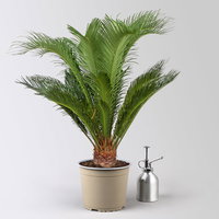 Palmfarn, Topf-Ø 17 cm, Höhe ca. 60 cm, in Topf Byron