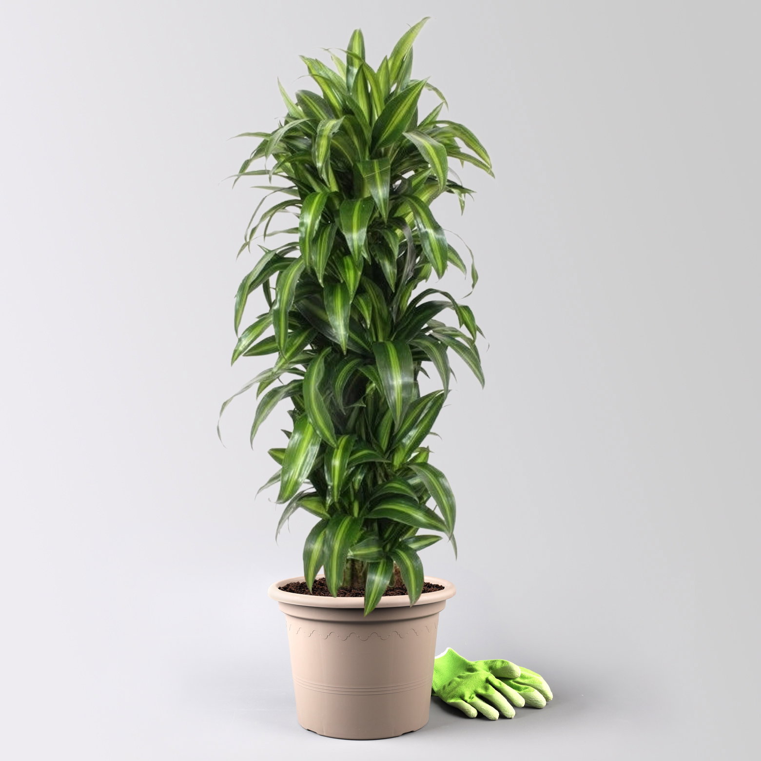 Drachenbaum 'Hawaiian Sunshine', grün-gelb, Topf-Ø 30 cm, Höhe ca. 140 cm