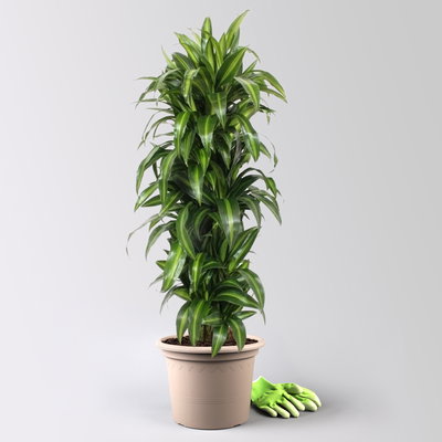 Drachenbaum 'Hawaiian Sunshine', grün-gelb, Topf-Ø 30 cm, Höhe ca. 140 cm