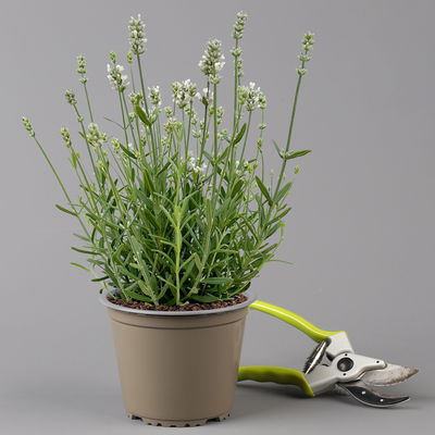 Lavendel 'Alba', weiß, Topf-Ø 13 cm, 6er-Set Lavendel 'Alba', weiß, Topf-Ø 13 cm, 6er-Set