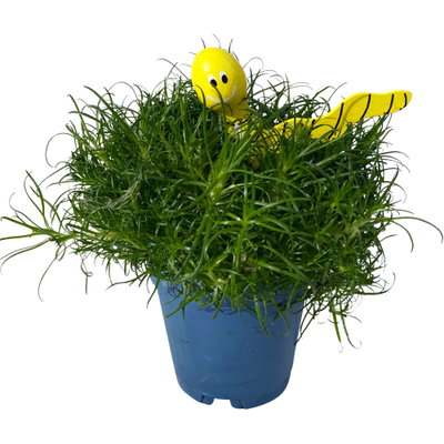 Sternmoos mit Wurmstecker, Topf-Ø 6 cm, 12er-Set Sternmoos mit Wurmstecker, Topf-Ø 6 cm, 12er-Set