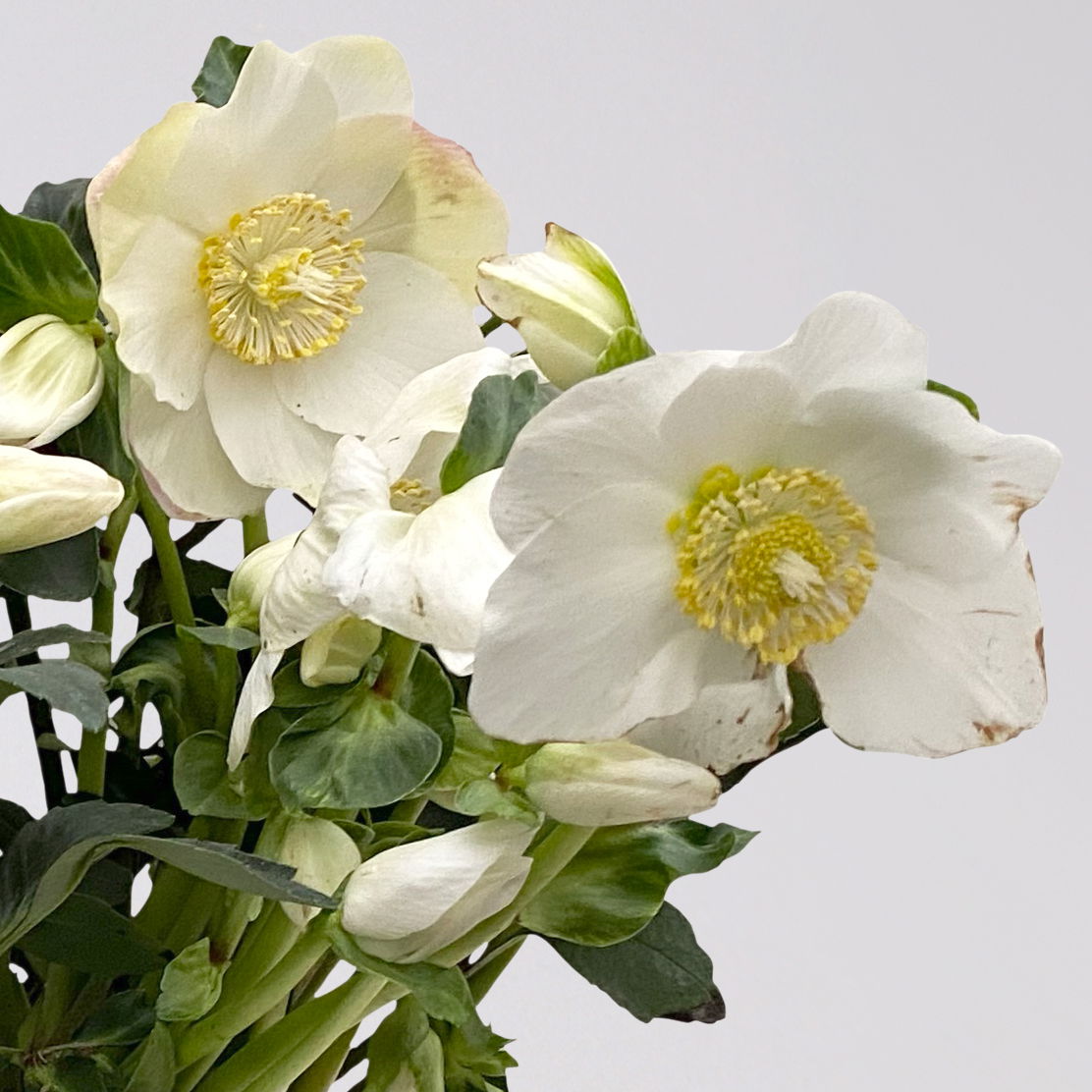 Christrose 'HGC® Wintergold®' weiß, Topf-Ø 17 cm