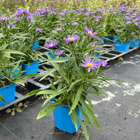 Bio Kissenaster 'Blauer Gletscher', violettblau, Topf 11x11 cm, 3 Pflanzen Bio Kissenaster 'Blauer Gletscher', violettblau, Topf 11x11 cm, 3 Pflanzen