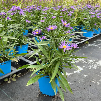 Bio Kissenaster 'Blauer Gletscher', violettblau, Topf 11x11 cm, 3 Pflanzen Bio Kissenaster 'Blauer Gletscher', violettblau, Topf 11x11 cm, 3 Pflanzen