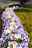 Grabbepflanzung mit Hornveilchen und Stiefmütterchen in weiß-violett