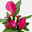 Calla rosa, Topf-Ø 11 cm, Höhe ca. 27 cm, 2er-Set