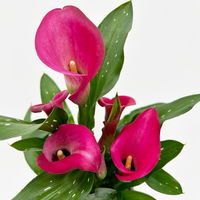 Calla rosa, Topf-Ø 11 cm, Höhe ca. 27 cm, 2er-Set
