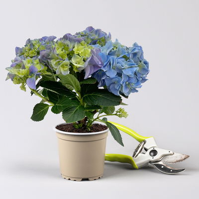 Hortensie blau, mind. 3 Dolden, Topf-Ø 105 cm, Höhe ca. 20 cm, 3 Pflanzen Hortensie blau, mind. 3 Dolden, Topf-Ø 105 cm, Höhe ca. 20 cm, 3 Pflanzen