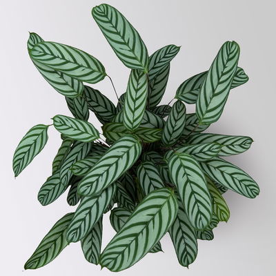 Ctenanthe 'Compactstar', Topf-Ø 21 cm, Höhe ca. 80-100 cm Ctenanthe 'Compactstar', Topf-Ø 21 cm, Höhe ca. 80-100 cm