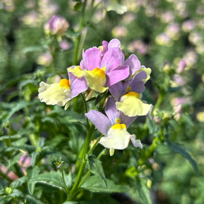 Pflanzenkreation 'Duft', 12 Pflanzen inkl. Erde und Dünger