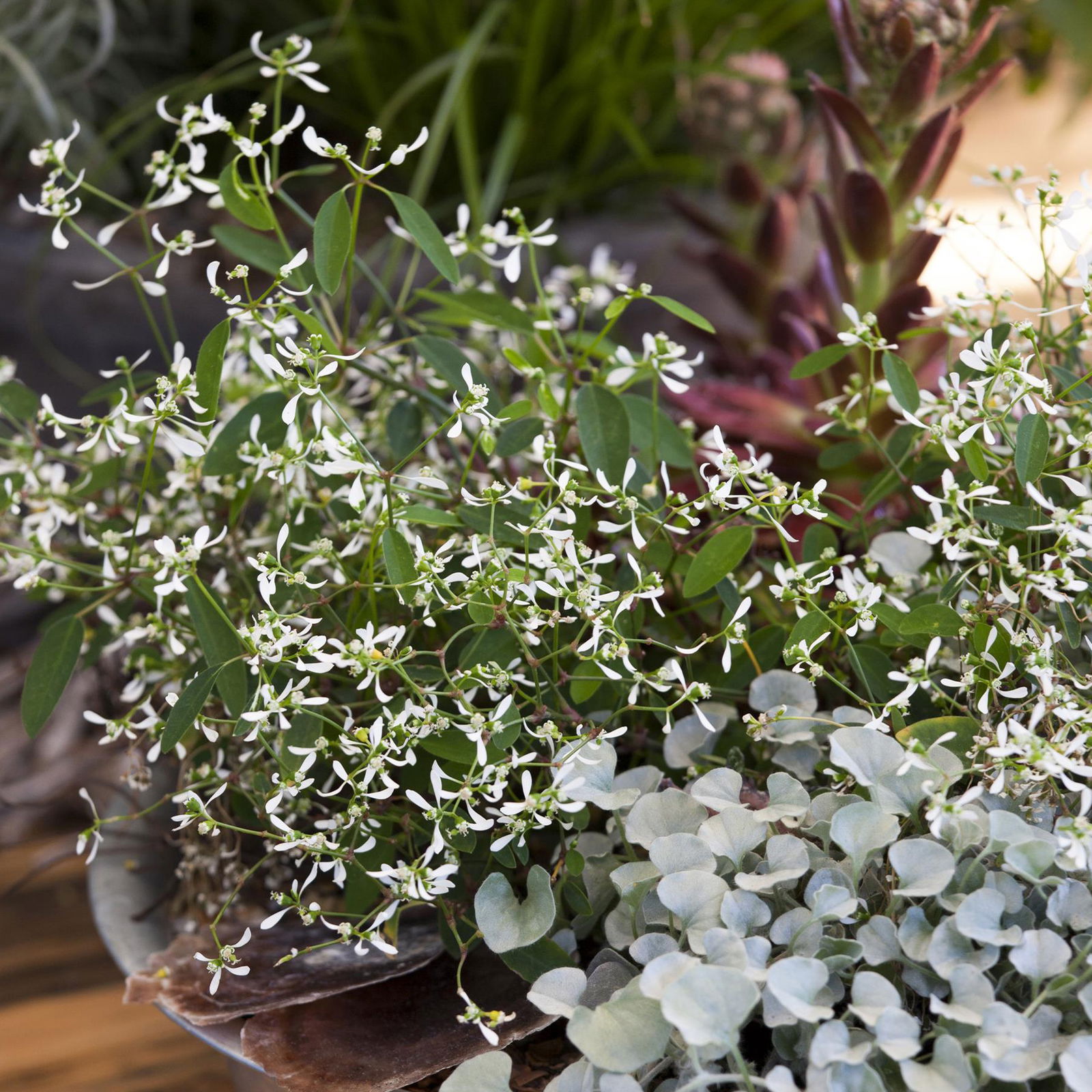 Pflanzenkreation 'Swimmingpool', 12 Pflanzen inkl. Erde und Dünger