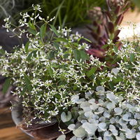 Pflanzenkreation 'Swimmingpool', 12 Pflanzen inkl. Erde und Dünger