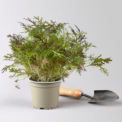 Bio Asiasalat 'Moutarde Rouge Metis', Topf-Ø 12 cm Bio Asiasalat 'Moutarde Rouge Metis', Topf-Ø 12 cm