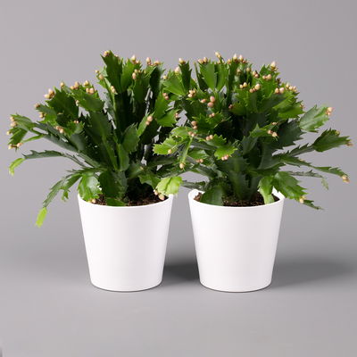 Weihnachtskaktus, orange, mit Übertopf weiß, Topf-Ø 12 cm, 2 Pflanzen