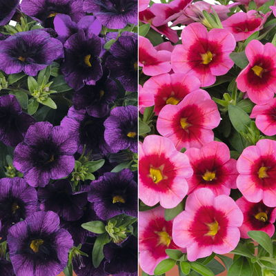 Zauberglöckchen 'Duo', rosarot & lila, Topf-Ø 14 cm, 4 Pflanzen