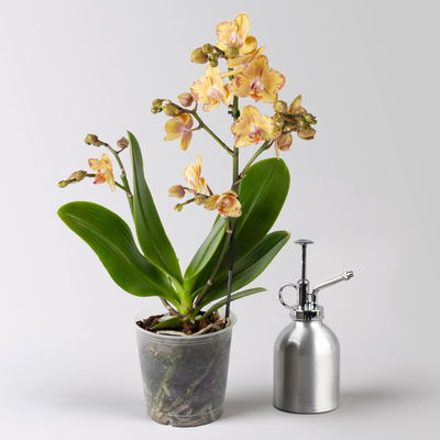 Schmetterlingsorchidee 'Limpopo' gelb, 2 Rispen, Topf-Ø 12 cm, Höhe ca. 50 cm Schmetterlingsorchidee 'Limpopo' gelb, 2 Rispen, Topf-Ø 12 cm, Höhe ca. 50 cm