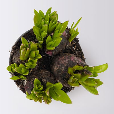 Hyazinthe, blau, vorgetrieben, mehrblütig, Topf-Ø 14 cm, 3 Pflanzen