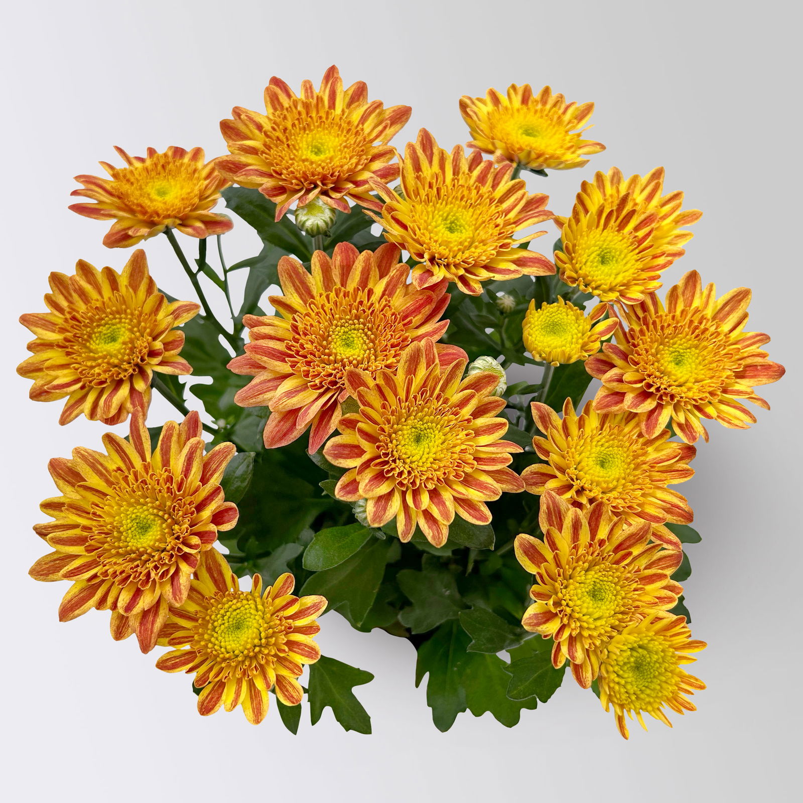 Chrysantheme 'Artistic Pomona' orange-gelb, Topf-Ø 14 cm, 4 Stück