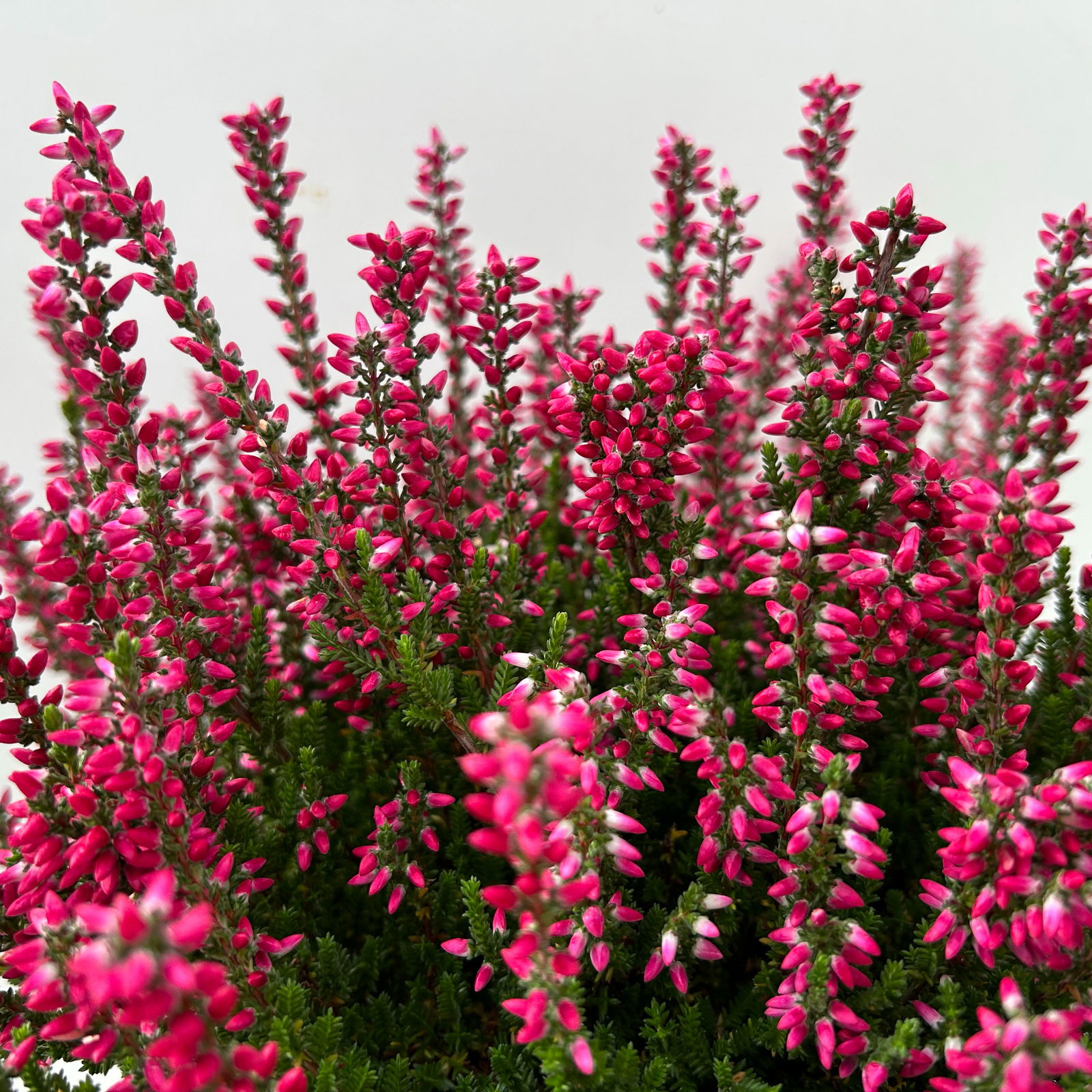 Heide 'Garden Girls® Lönneby', rot, Topf-Ø 13 cm, 6 Pflanzen