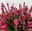 Heide 'Garden Girls® Lönneby', rot, Topf-Ø 13 cm, 6 Pflanzen