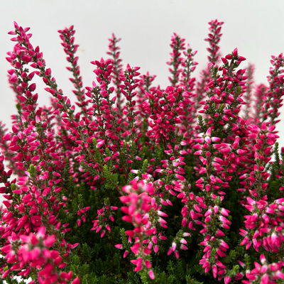 Calluna 'Garden Girls® Lönneby', rot, Topf-Ø 13 cm, 6 Pflanzen Calluna 'Garden Girls® Lönneby', rot, Topf-Ø 13 cm, 6 Pflanzen