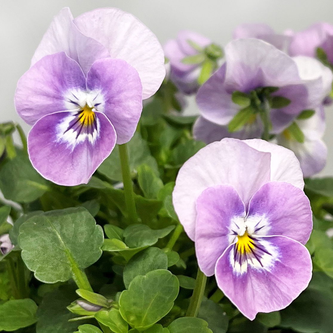 Pflanzenkreation Frühlingsblüten, 12 Pflanzen inkl. Erde