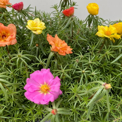 Portulakröschen, bunt, aufrecht, Topf-Ø 13 cm, 6 Pflanzen