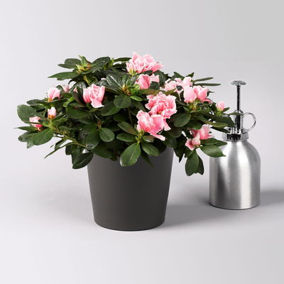 Azalee, rosa-weiß gefüllt im Keramiktopf Dallas anthrazit, Topf-Ø 12 cm, 3er-Set Azalee, rosa-weiß gefüllt im Keramiktopf Dallas anthrazit, Topf-Ø 12 cm, 3er-Set