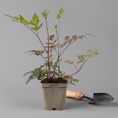 Bio Prachtspiere rot, Topf 11x11 cm, 3 Pflanzen Bio Prachtspiere rot, Topf 11x11 cm, 3 Pflanzen