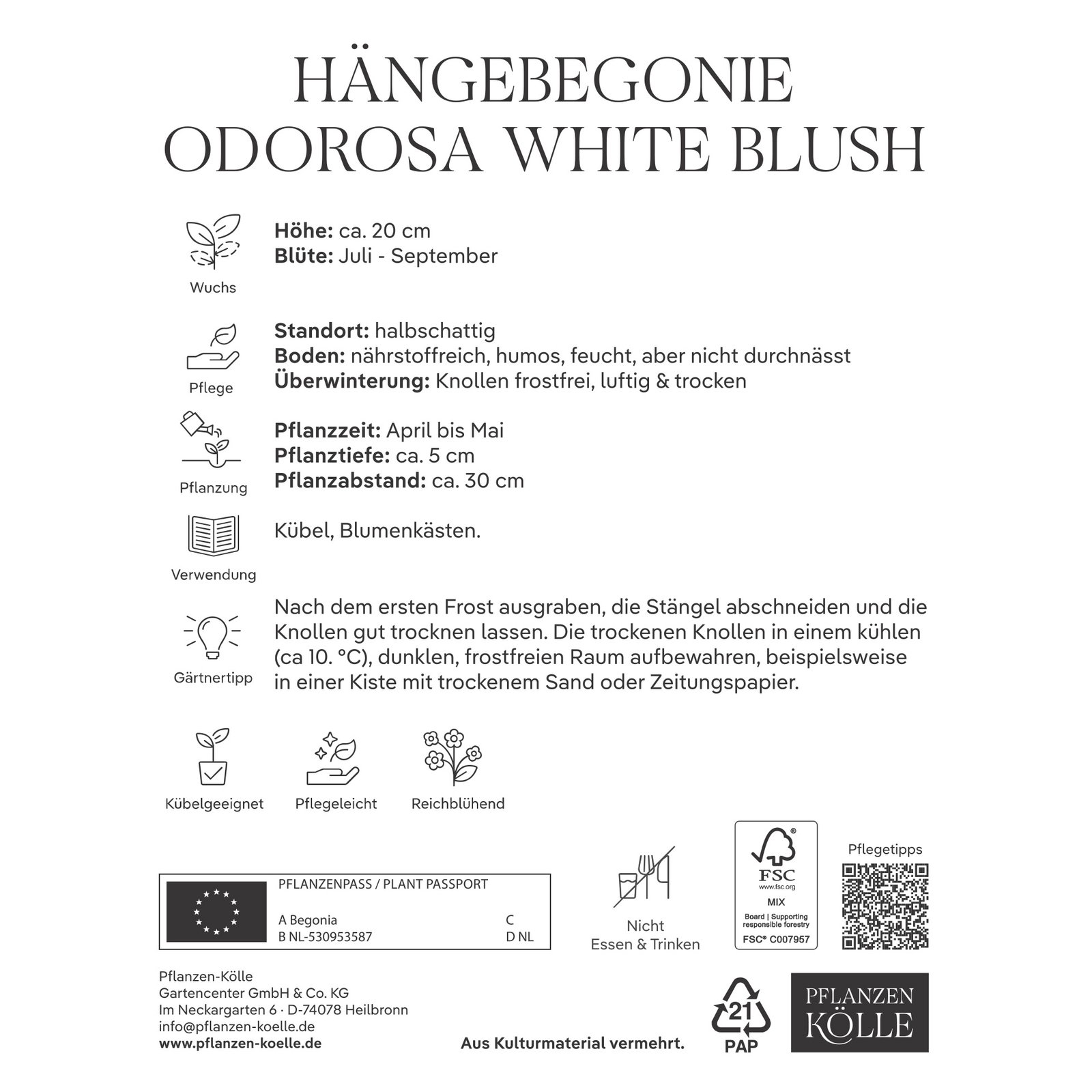 Kölles Beste Hängebegonie Odorosa White Blush, 3 Blumenknollen