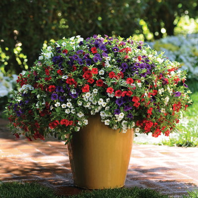 Zauberglöckchen 'Trio', Mischung zufällig, Topf-Ø 12 cm, 6 Pflanzen Zauberglöckchen 'Trio', Mischung zufällig, Topf-Ø 12 cm, 6 Pflanzen