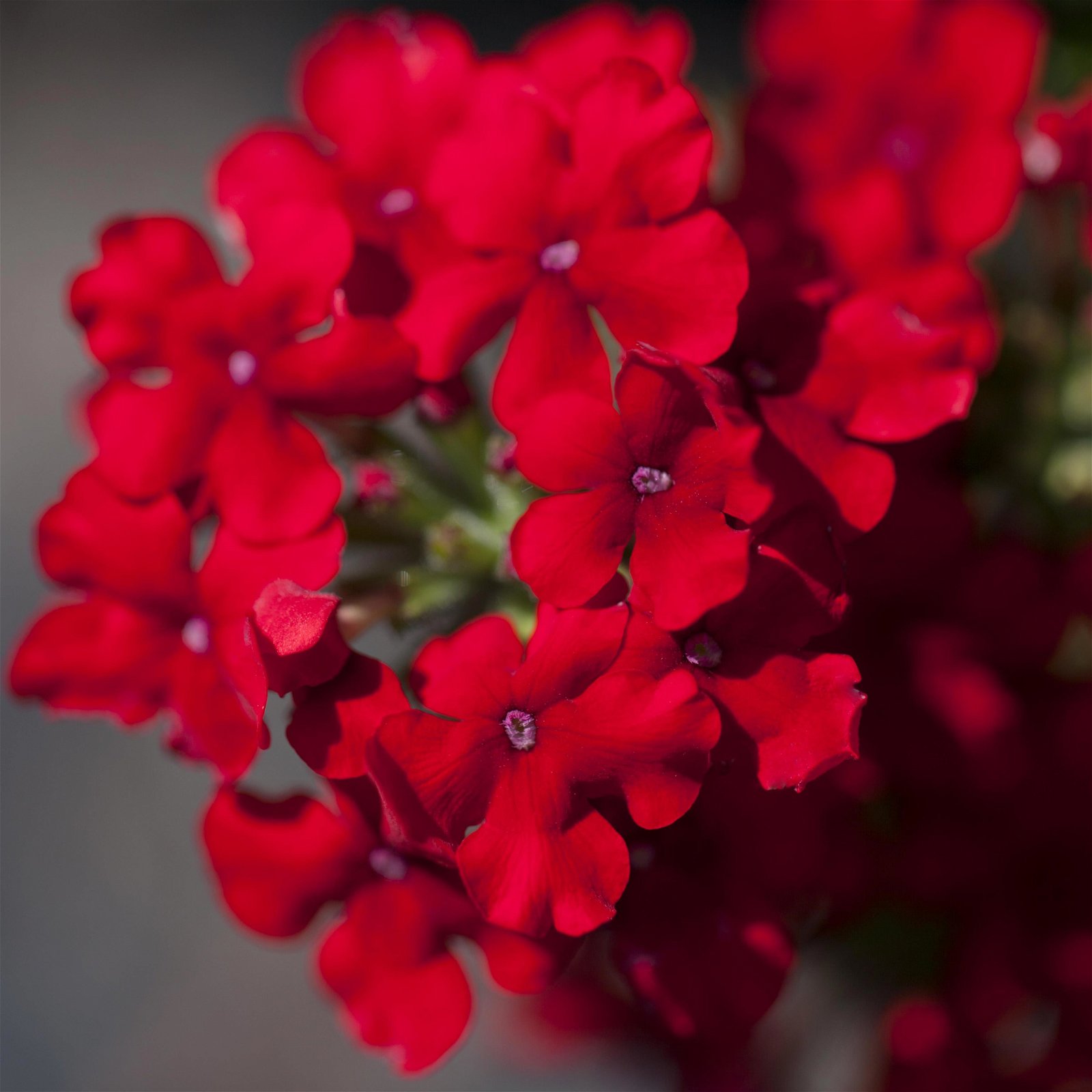 gemischte Sommerblumen-Ampel, rot, Ampeltopf-Ø 25/27 cm
