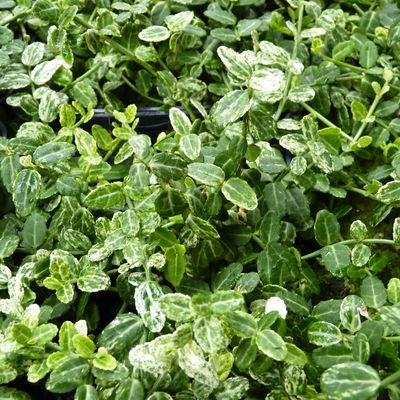 Euonymus fortunei 'Silverstone®', Topf-Ø 9 cm 9 cm, 12er-Set Euonymus fortunei 'Silverstone®', Topf-Ø 9 cm 9 cm, 12er-Set