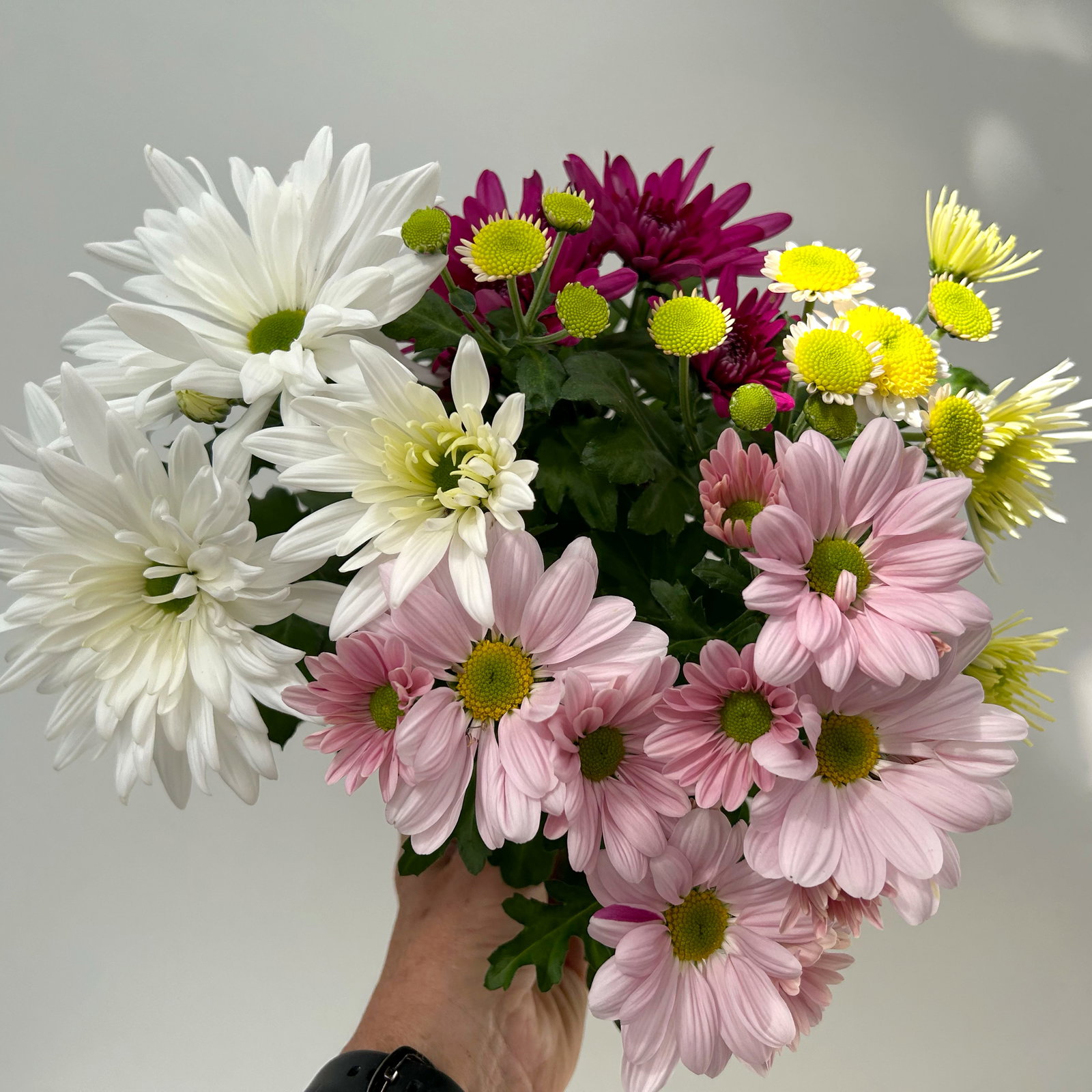 Chrysanthemen 'Bouquet', rosa-weiß-bordeaux-gelb, Topf-Ø 14 cm, 4 Pflanzen Chrysanthemen 'Bouquet', rosa-weiß-bordeaux-gelb, Topf-Ø 14 cm, 4 Pflanzen