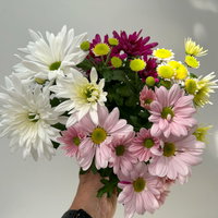 Chrysanthemen 'Bouquet', rosa-weiß-bordeaux-gelb, Topf-Ø 14 cm, 4 Pflanzen Chrysanthemen 'Bouquet', rosa-weiß-bordeaux-gelb, Topf-Ø 14 cm, 4 Pflanzen