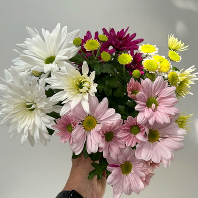 Chrysanthemen 'Bouquet', rosa-weiß-bordeaux-gelb, Topf-Ø 14 cm, 4 Pflanzen Chrysanthemen 'Bouquet', rosa-weiß-bordeaux-gelb, Topf-Ø 14 cm, 4 Pflanzen