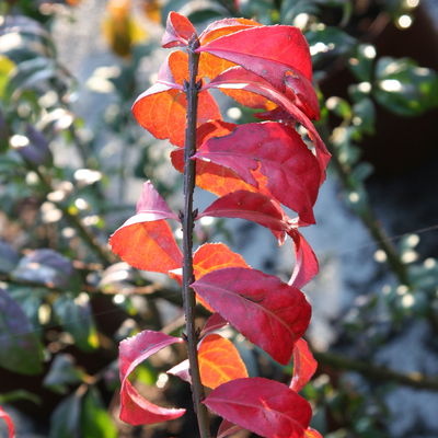 Kompaktes Pfaffenhütchen 'Compactus', 4er-Set, Topf 4 Liter Kompaktes Pfaffenhütchen 'Compactus', 4er-Set, Topf 4 Liter