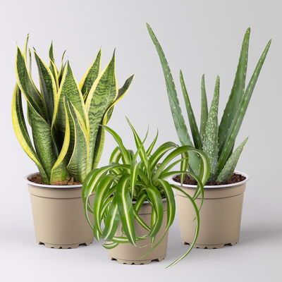 Grünpflanzenkreation  Grünpflanzenkreation