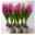 Hyazinthe rosa, vorgetrieben, Topf-Ø 9 cm, 6er-Set