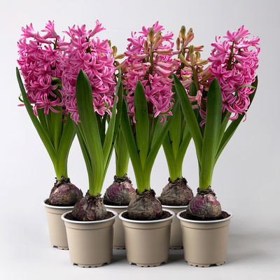 Hyazinthe rosa, vorgetrieben, Topf-Ø 9 cm, 6 Pflanzen