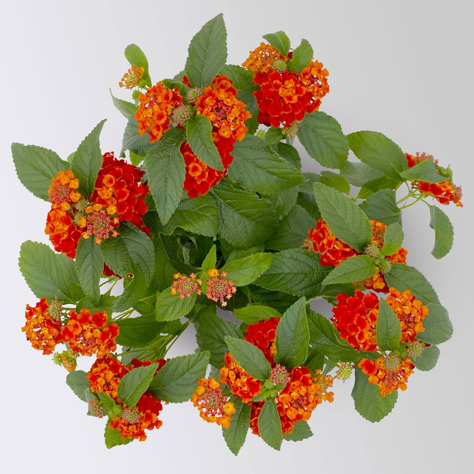 Wandelröschen, rot, Topf-Ø 12 cm, 3 Pflanzen