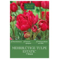 mehrblütige Tulpen 'Estatic', bordeauxrot, Größe 11/12, 7 Blumenzwiebeln
